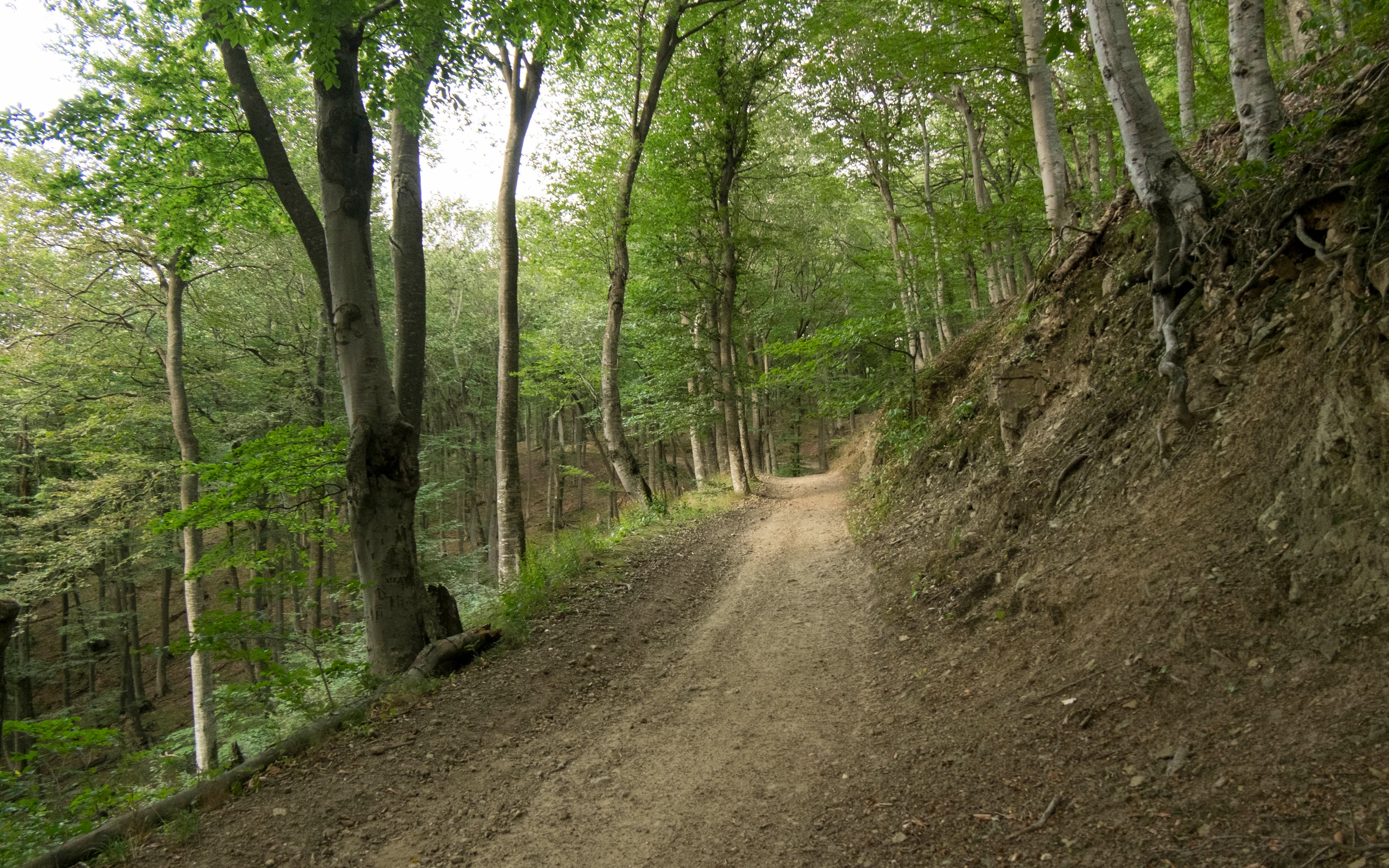 image Кольцевая дорога