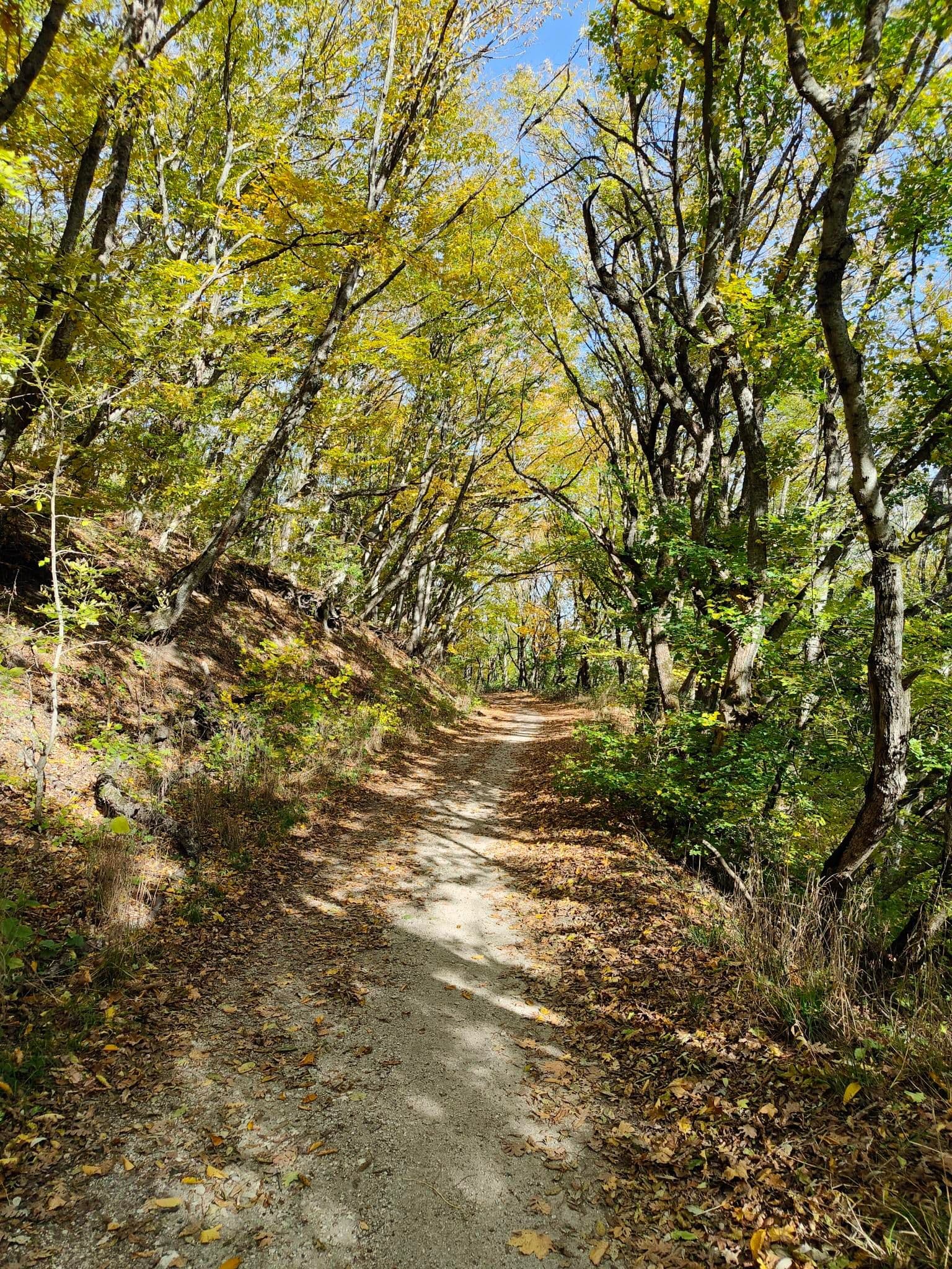 image Лесные тропы