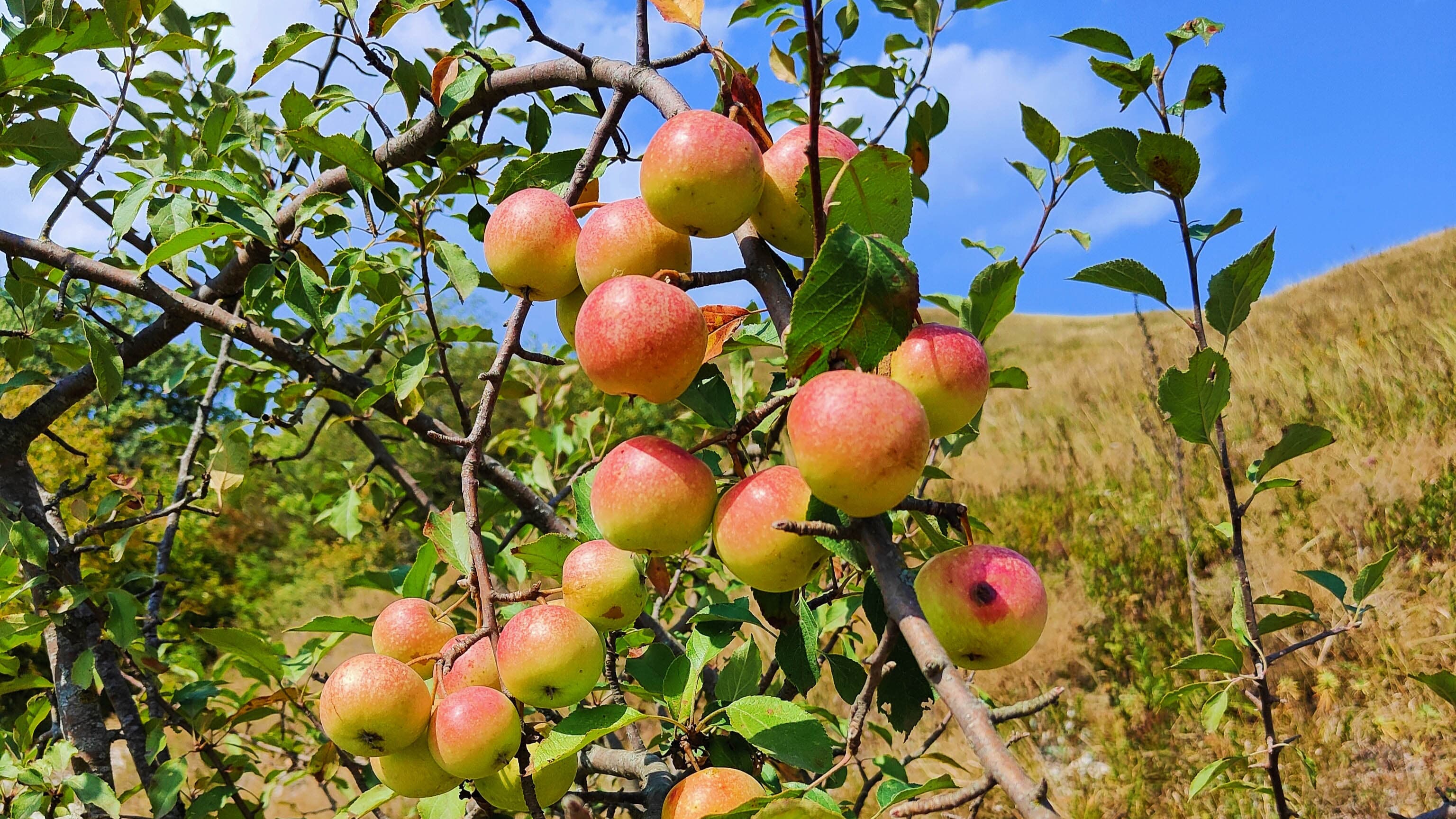 image Река Джуца