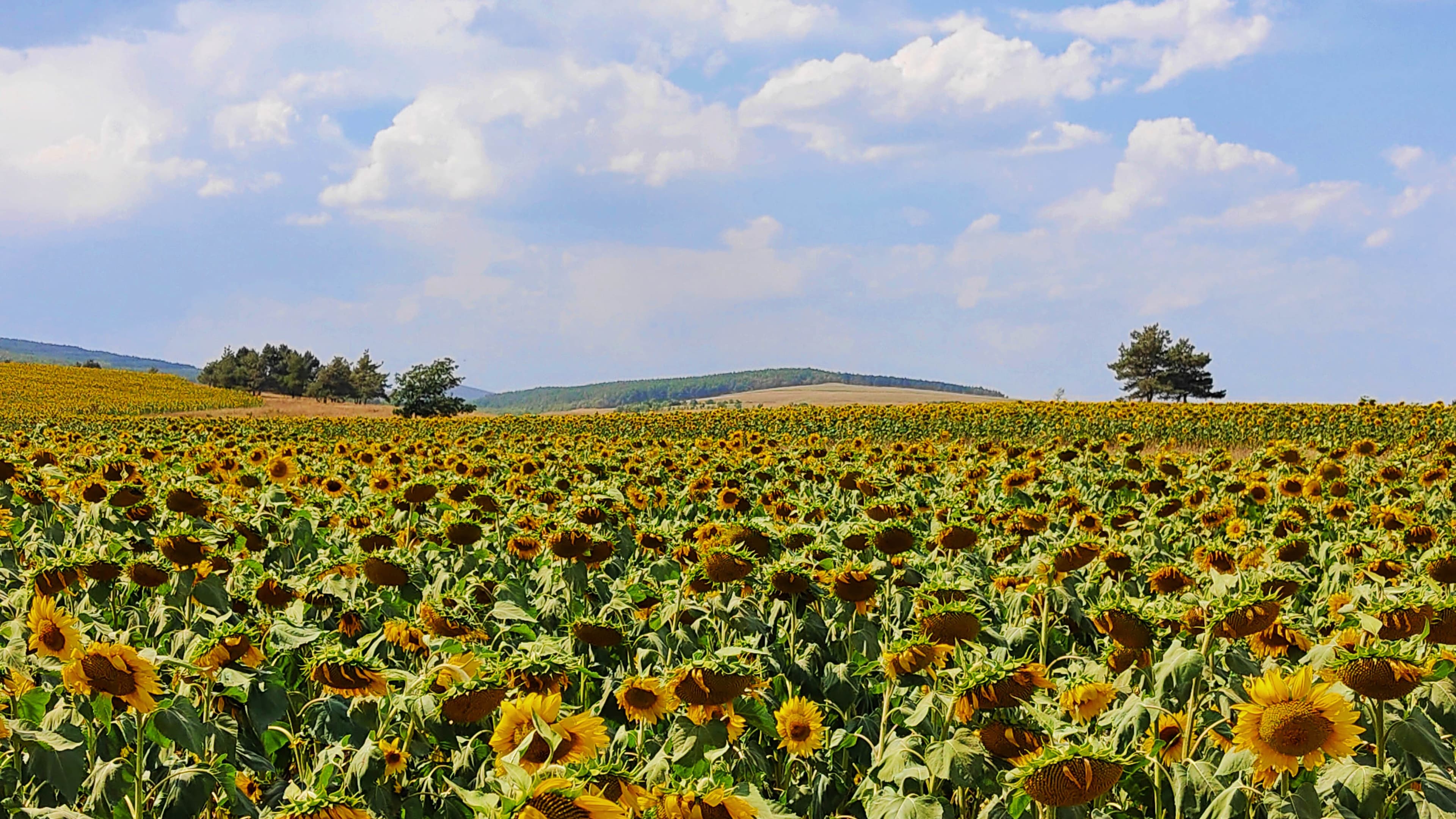 image Бесконечные поля подсолнухов